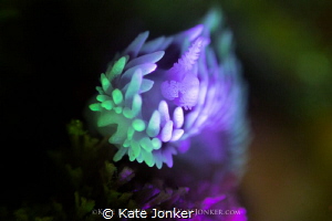 Silvertip Nudibranch shot with RRM and blue torch. by Kate Jonker 